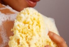 sponges are some of nature