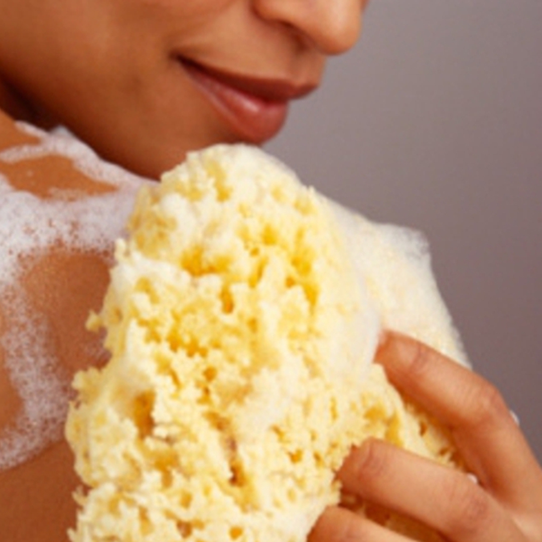 sponges are some of nature